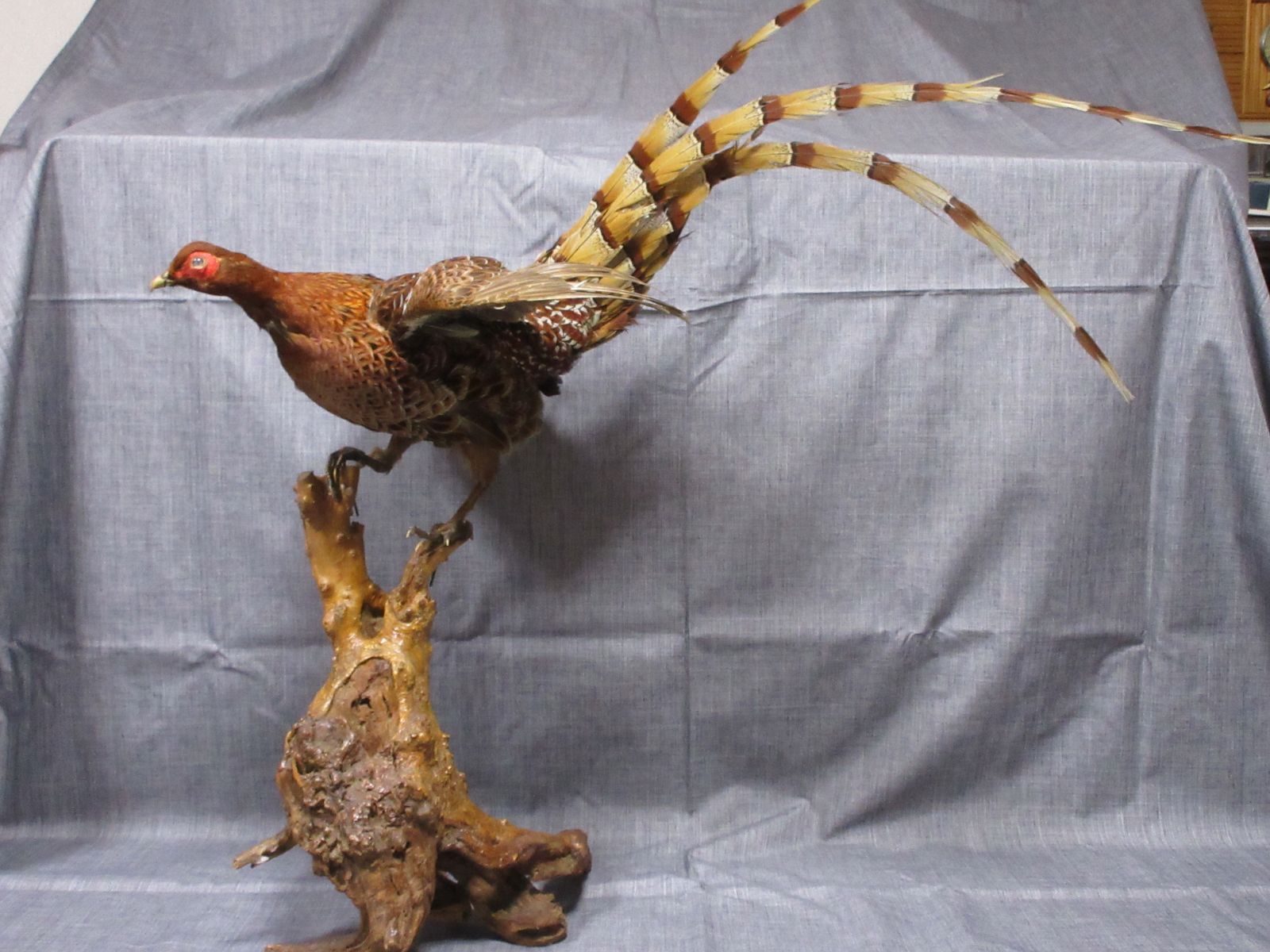 雄雉のはくせい 雄雉のはくせい 剥製】 はく製 ハクセイ 雉 キジ きじ アンティーク type-D