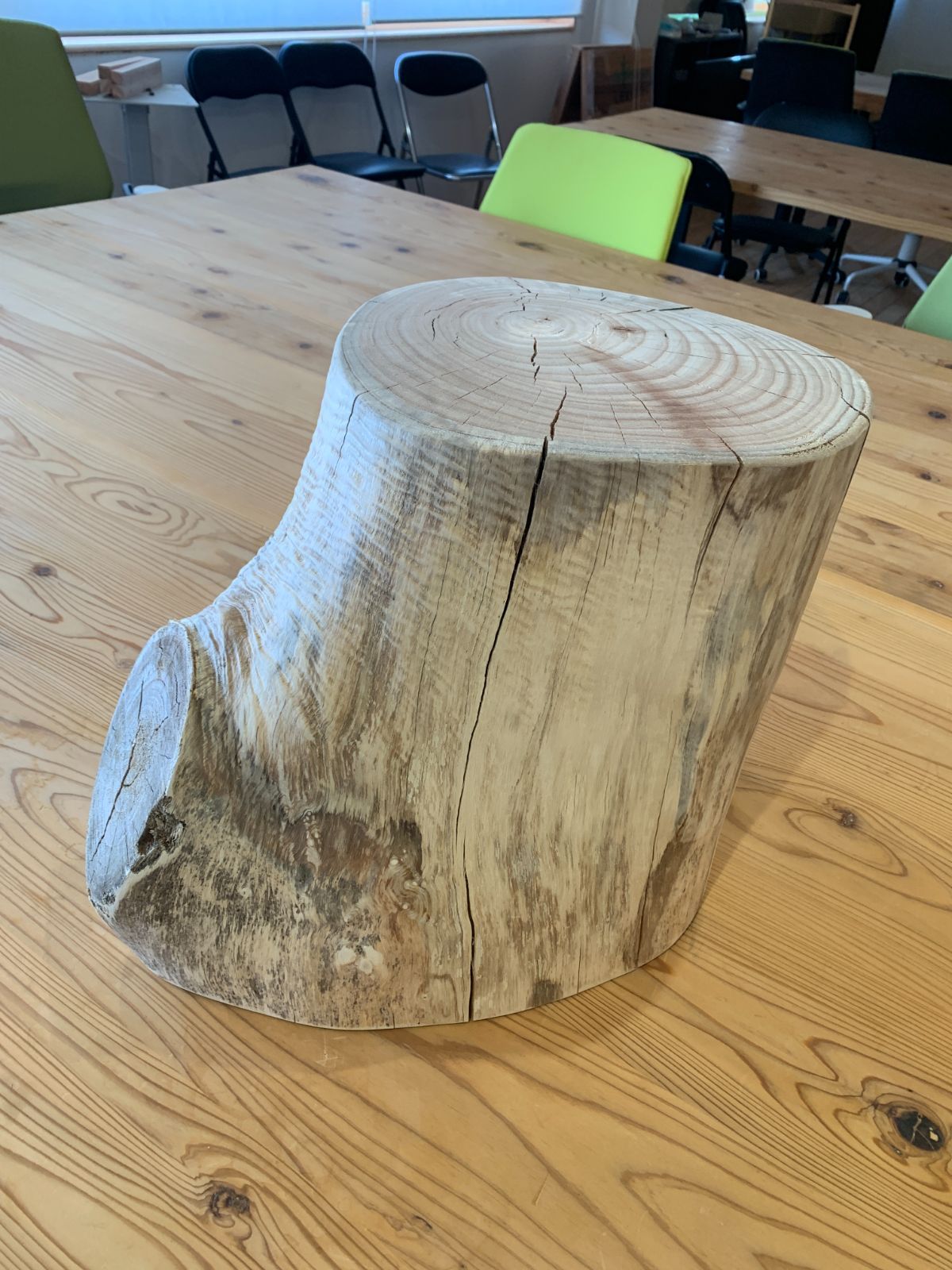 センダン 栴檀 丸太 輪切り φ31cm [550]