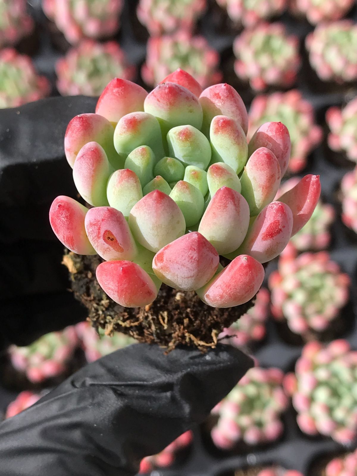 多肉植物カット苗⑮☆寄せ植え 多肉植物カット苗⑧☆寄せ植え