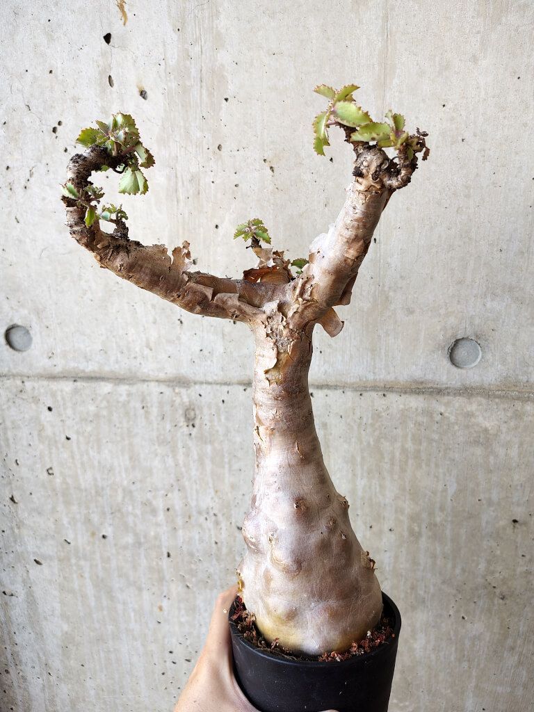 ショッテルドライブ　グラウプナー 　タグボート　zペラ　ラジコン ショッテルドライブ グラウプナー タグボート zペラ ラジコン ショッ