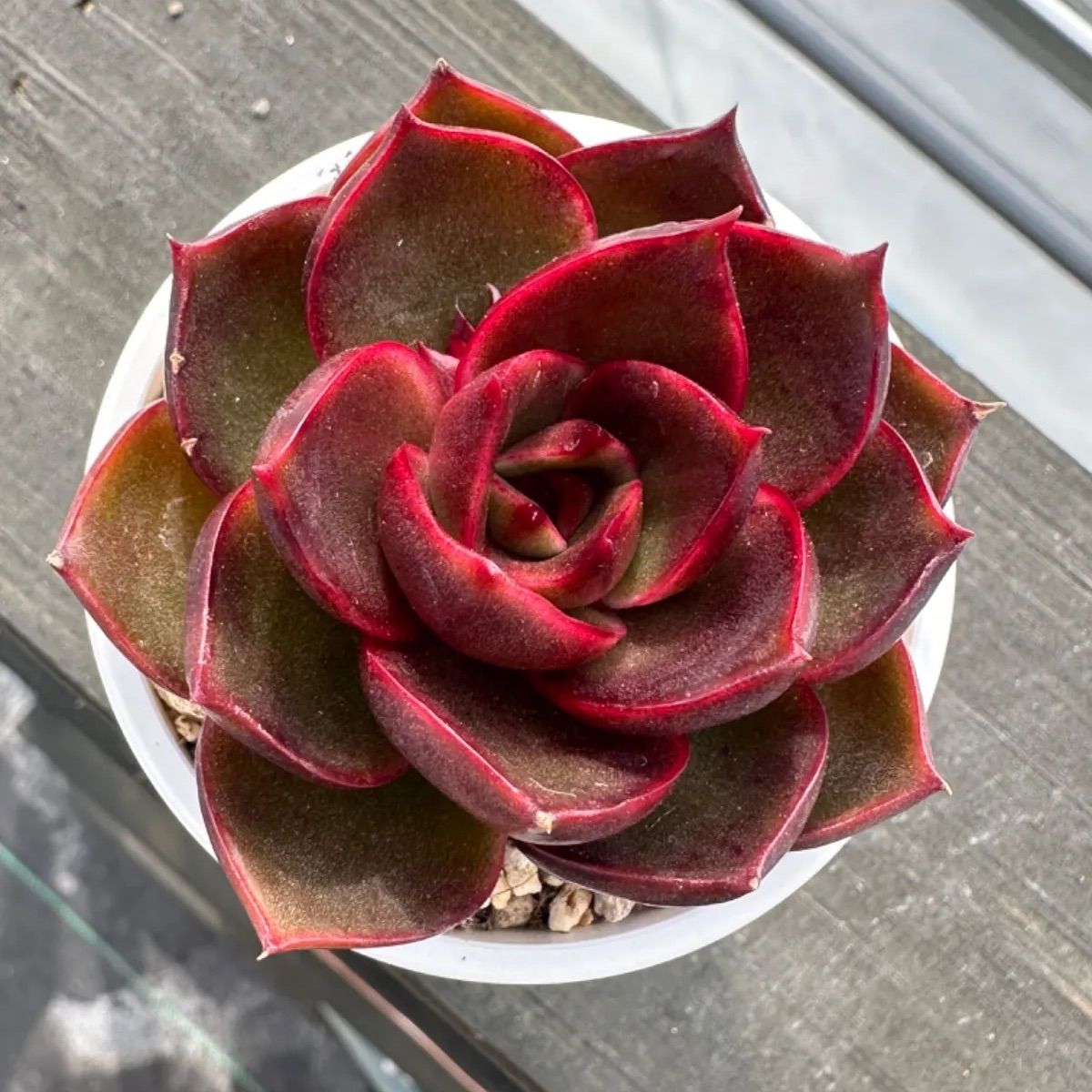 多肉植物 紅灯(ホンドン)※韓国苗※高級苗 - メルカリ