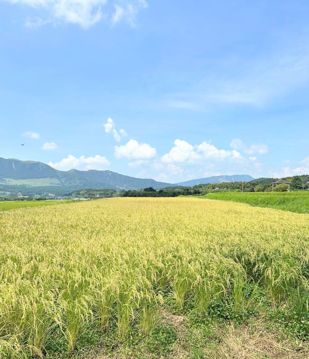 亀の尾20 kg玄米