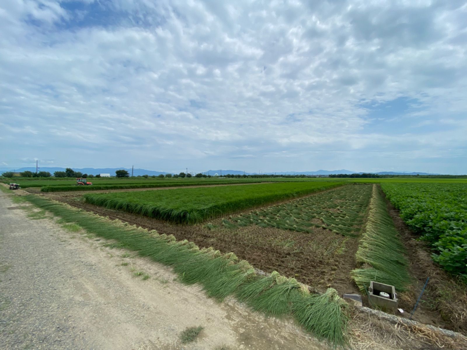  特別販売 青刈り わら 8束 その他 手芸素材 材料