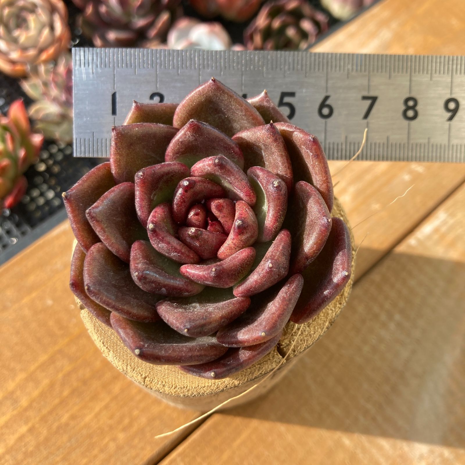 新入荷】エケべリア ブラッククリスタル 多肉植物韓国苗【ポコ多肉
