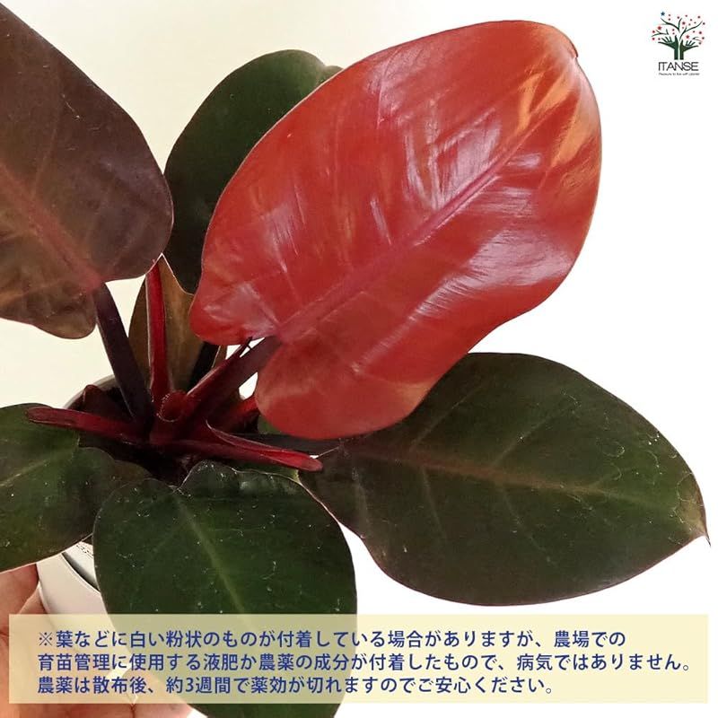 フィロデンドロン チェリーレッド