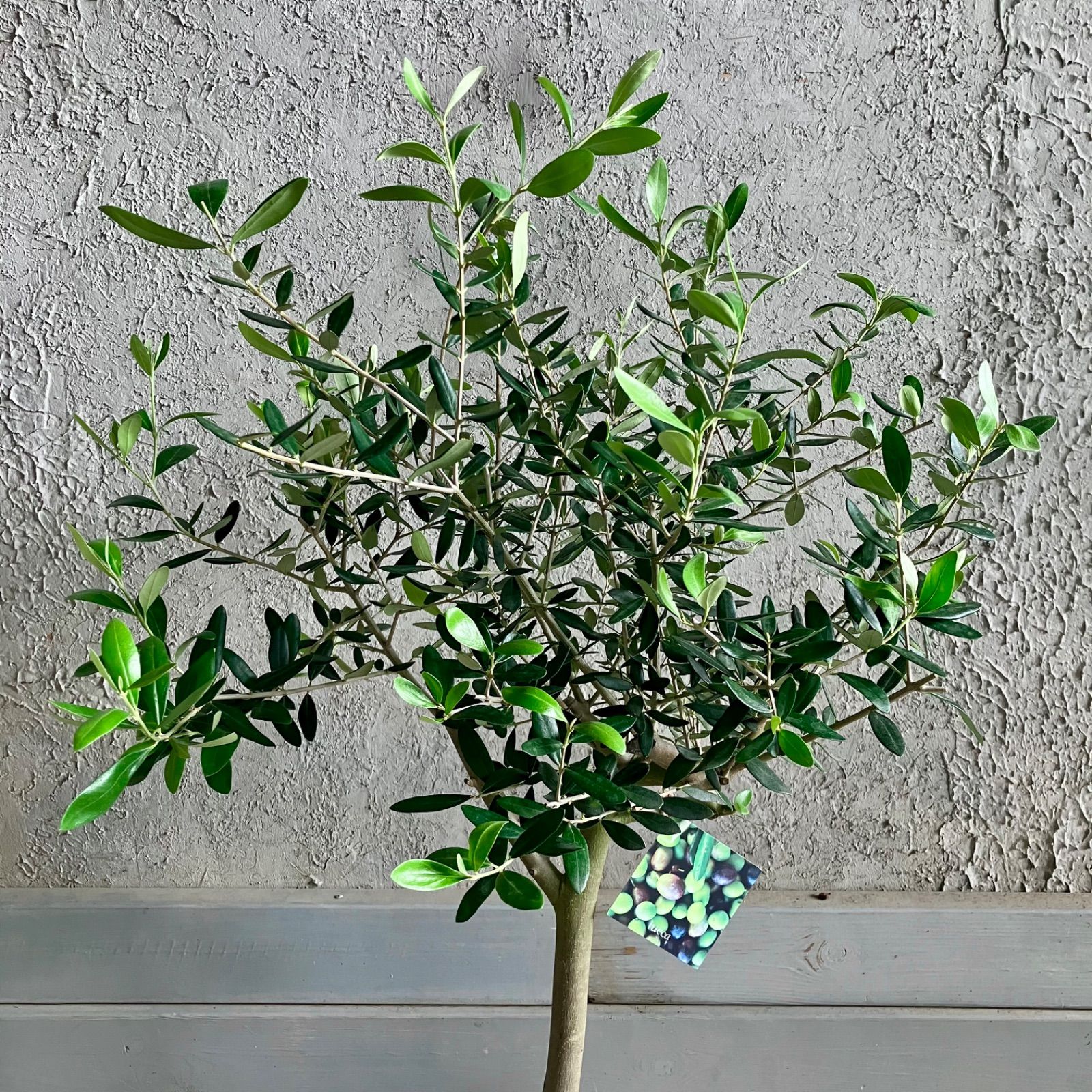 厳選された植物と鉢】美形 オリーブの木 souju マンザニロ 8号