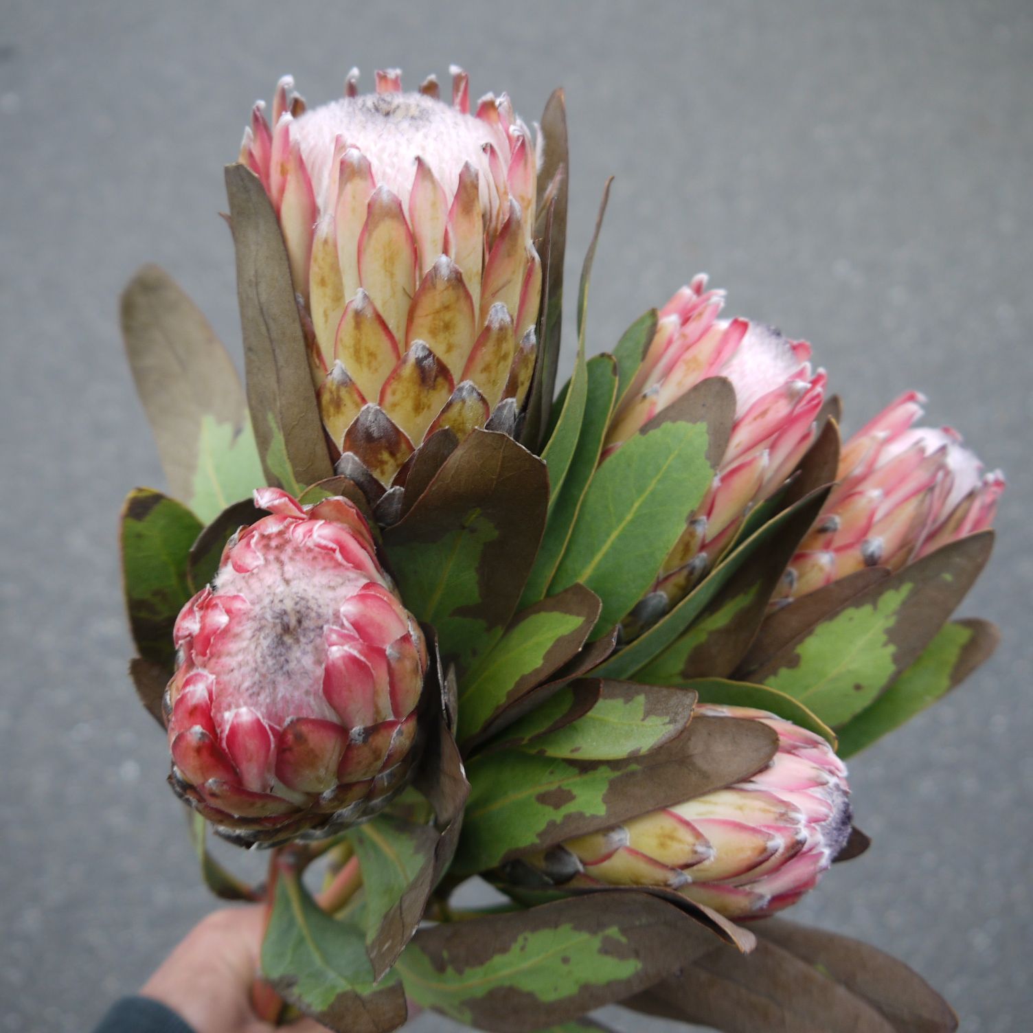 プロテア スサラ 8号 大苗 鉢植え 苗 オージー ネイティブ プランツ 色