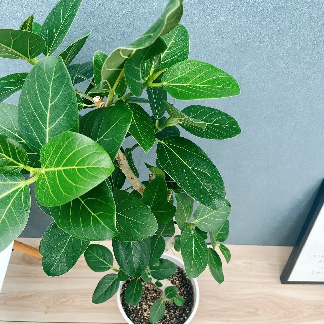 現品 フィカス ゴムの木 ベリーリーフ 曲がり 観葉植物 フィカスベリー