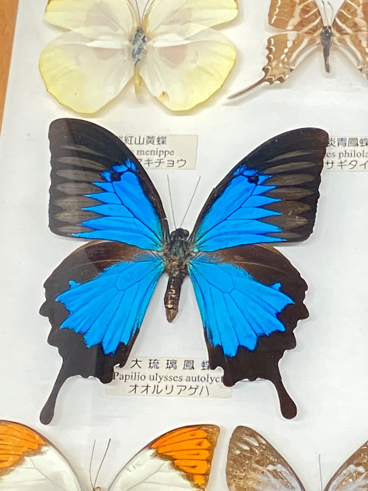 コモンアサギタイマ