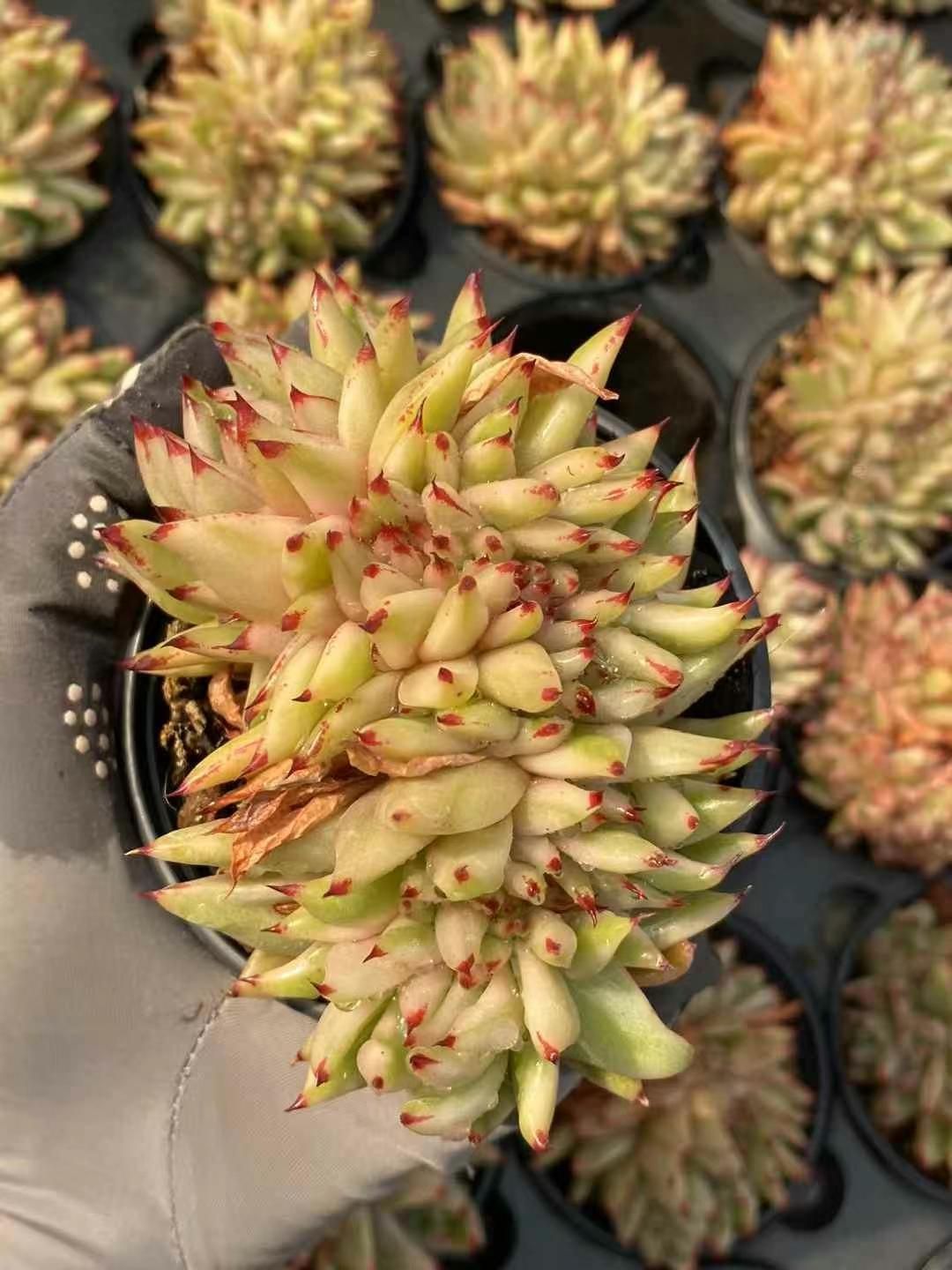 36株の抜き苗セット】マリア綴化(錦) 多肉植物 佐川急便発送