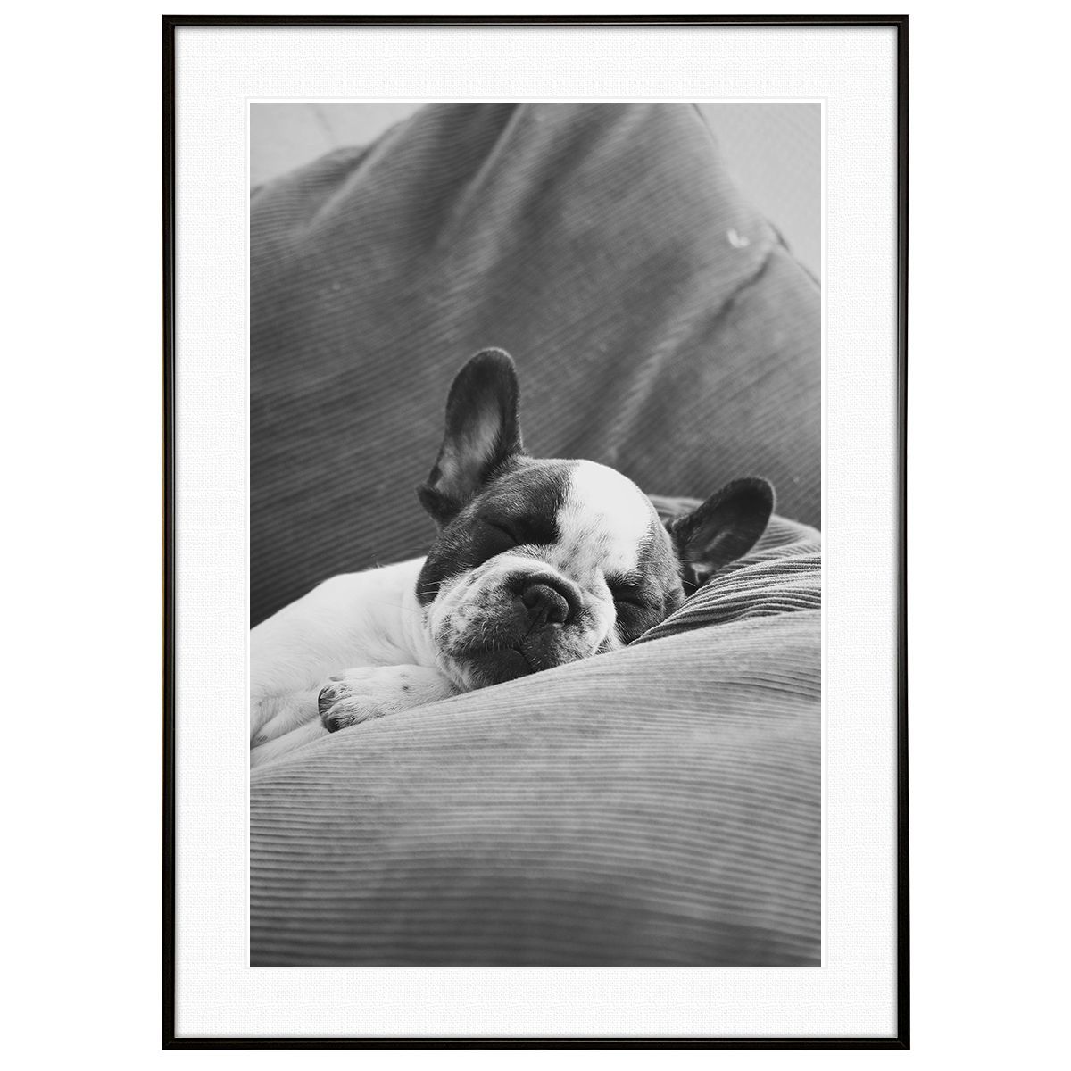 動物写真 犬 フレンチブルドッグ インテリアアートポスター写真額装 AS1226