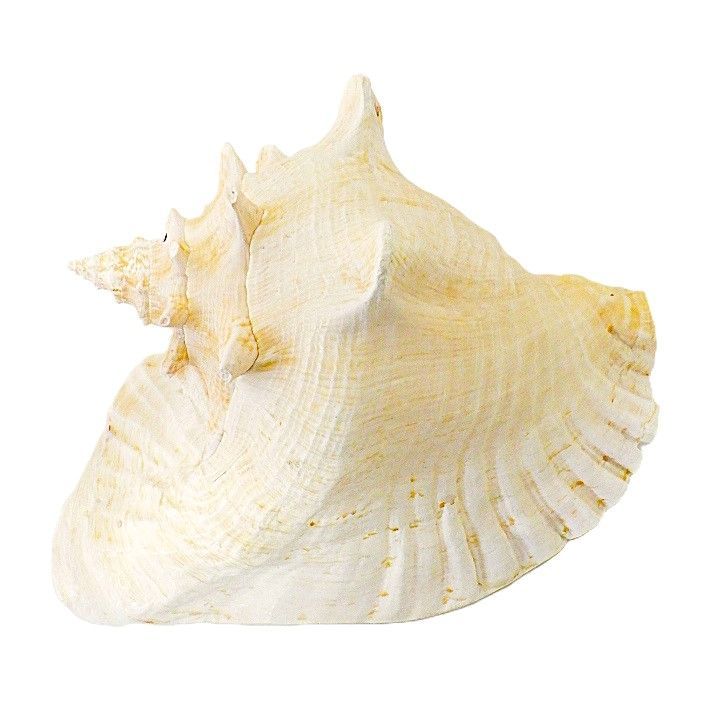 ピンク貝 コンク貝 貝殻 貝殻オブジェ 貝殻置物 希少 標本