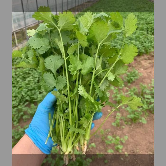 根付きパクチー 冷蔵便 5kg 100g×50袋