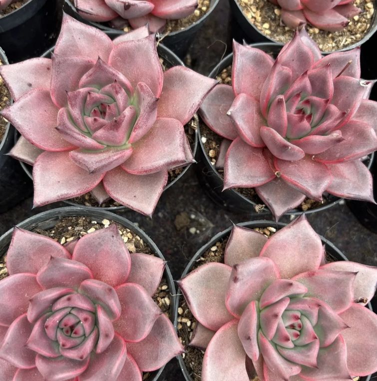 50株の抜き苗セット】リリースー 多肉植物 佐川急便発送