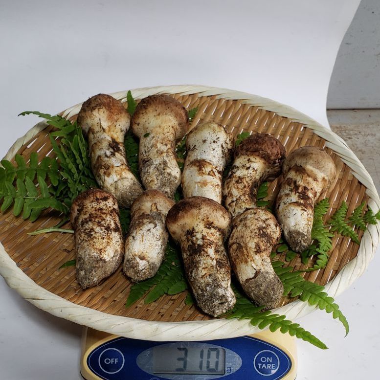岩手県産松茸1.4kg 7