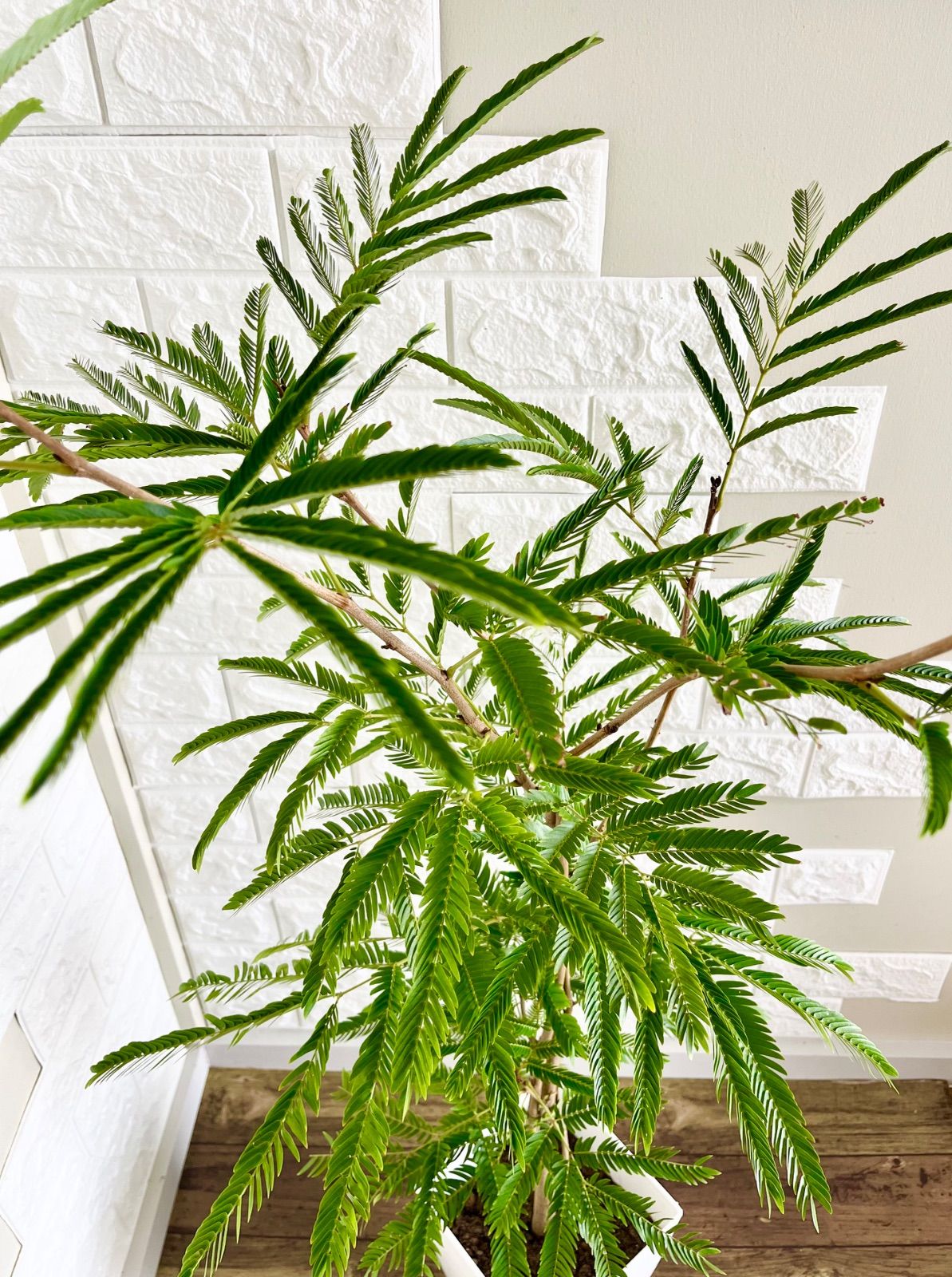 エバーフレッシュ⭐️樹形◎