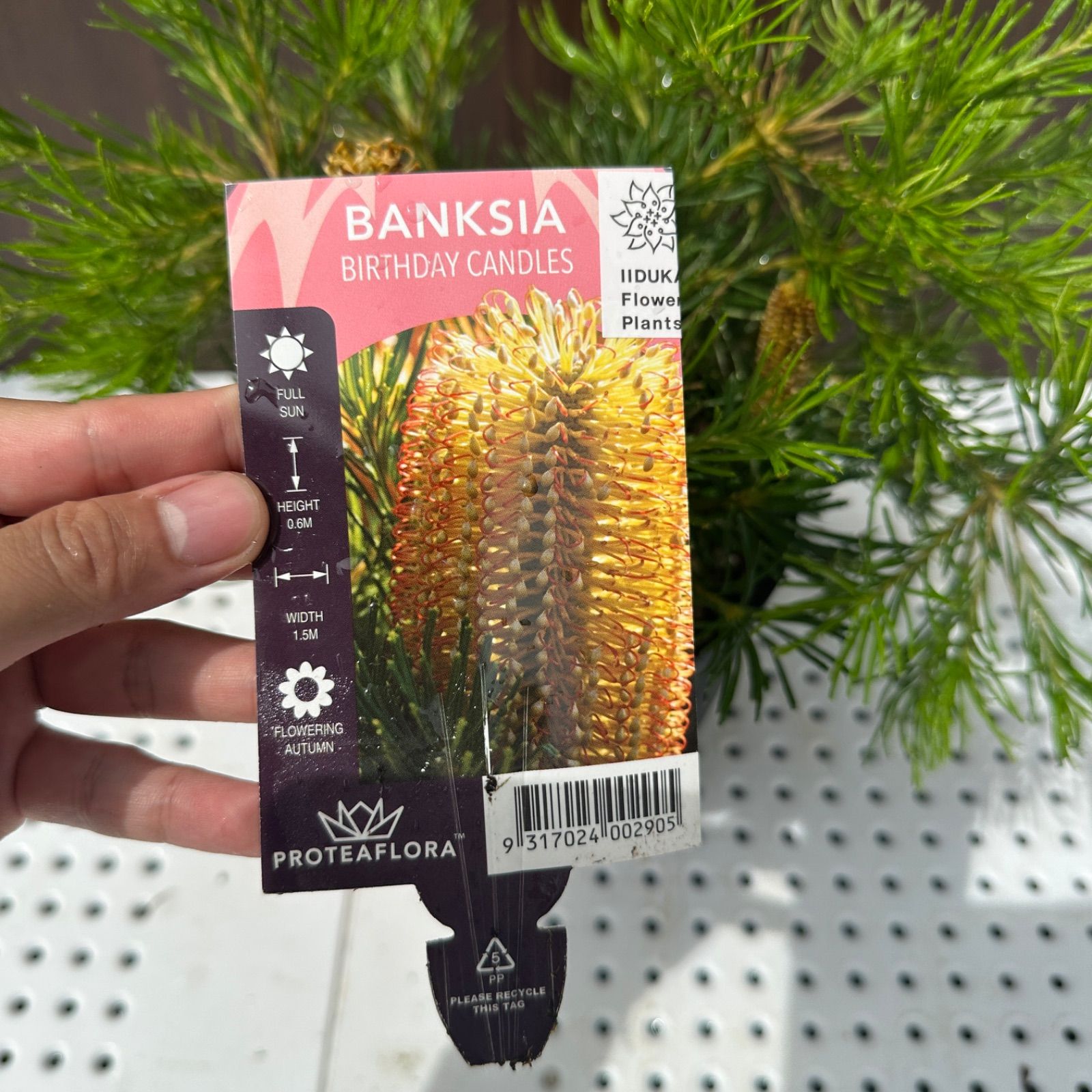 花芽付き オージープランツ