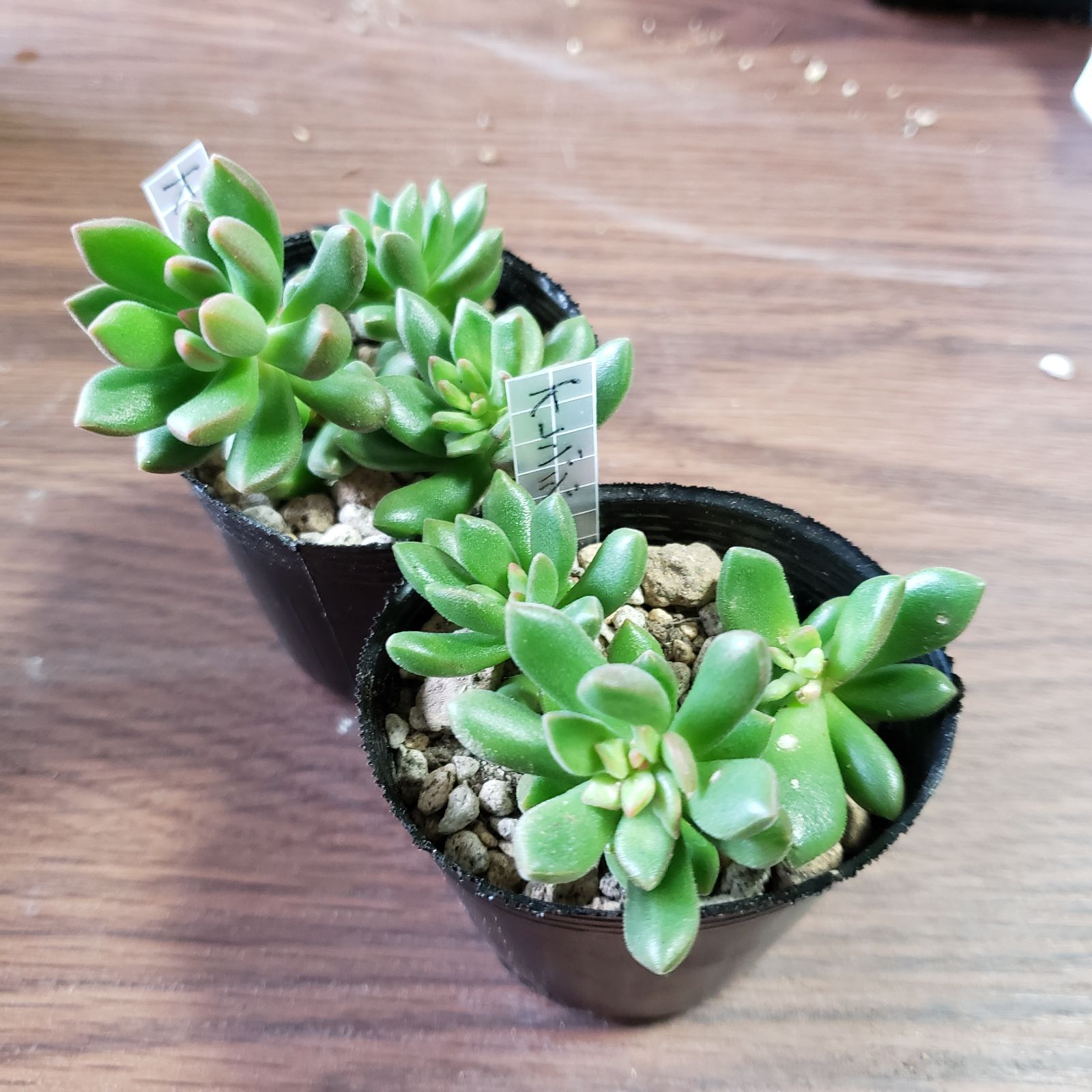 多肉植物 セデベリア セダム オレンジドリーム カット苗 - メルカリ