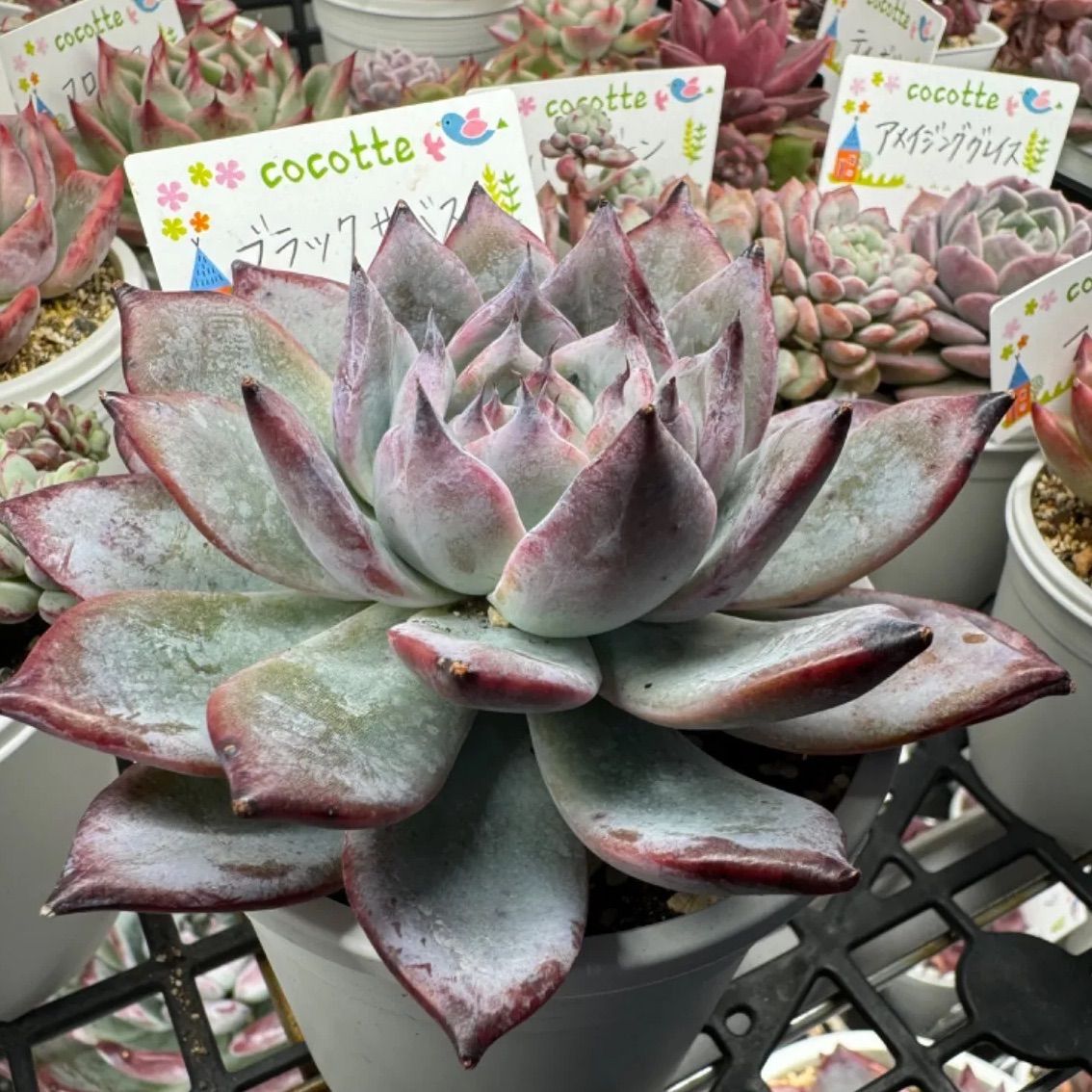 ブラックサバス 多肉植物 韓国苗 大❣️ 発根済み❣️ - メルカリ ブラックサバス 多肉植物 韓国苗 大❣️ 発根済み❣️ - メルカリ