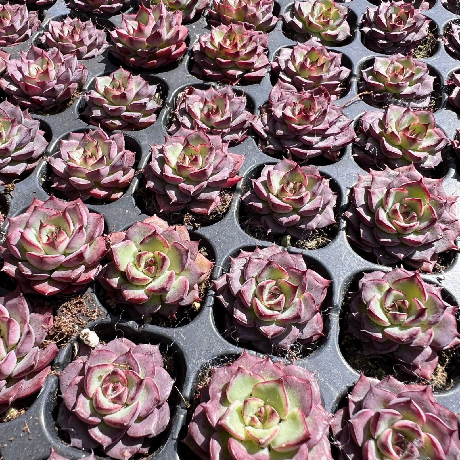 人気！韓国苗☆フライバード 人気！韓国苗☆フライバード 【公式通販】