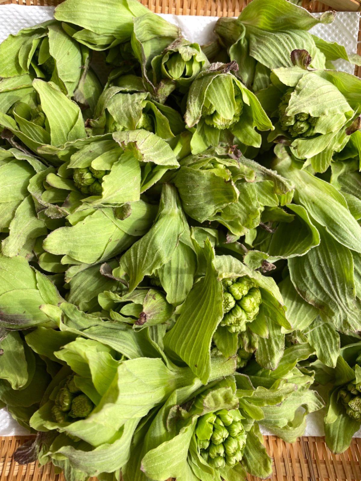 青森県産 ふきのとう ばっけ 400g - 野菜