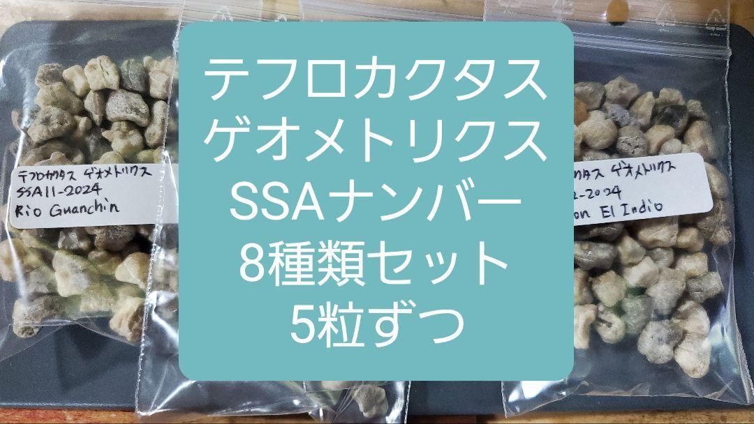 テフロカクタス ゲオメトリクス SSAナンバー種子 8種類5粒ずつ