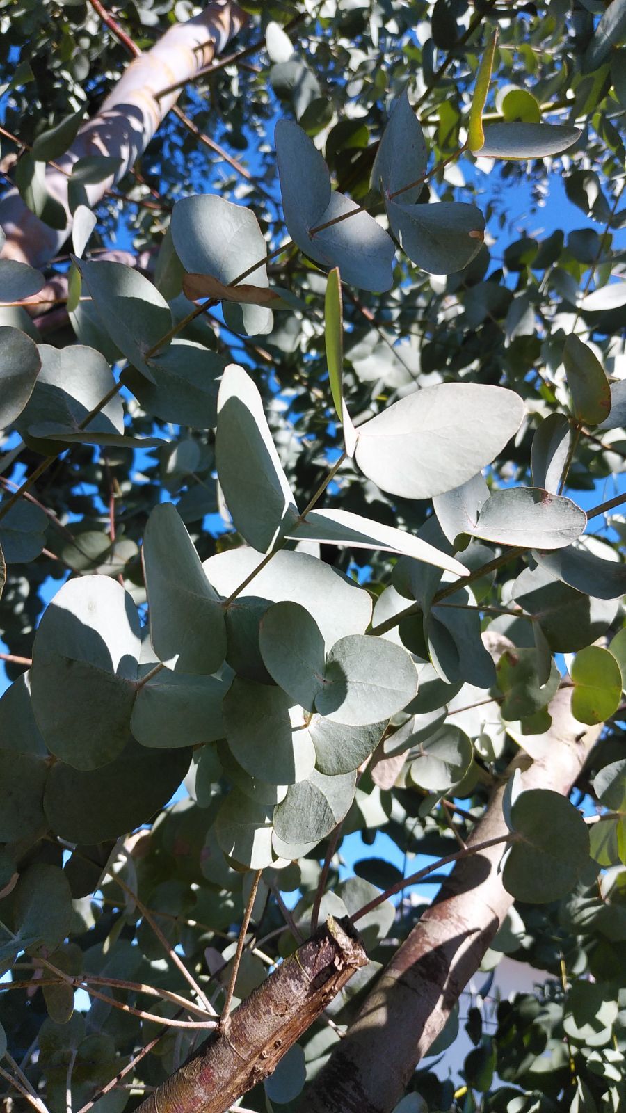 ☘️ユーカリ銀世界★フレッシュリーフ＊たっぷり☘️メルカリ便80サイズ ☘️ユーカリ銀世界☆フレッシュリーフ＊たっぷり☘️メルカリ便80