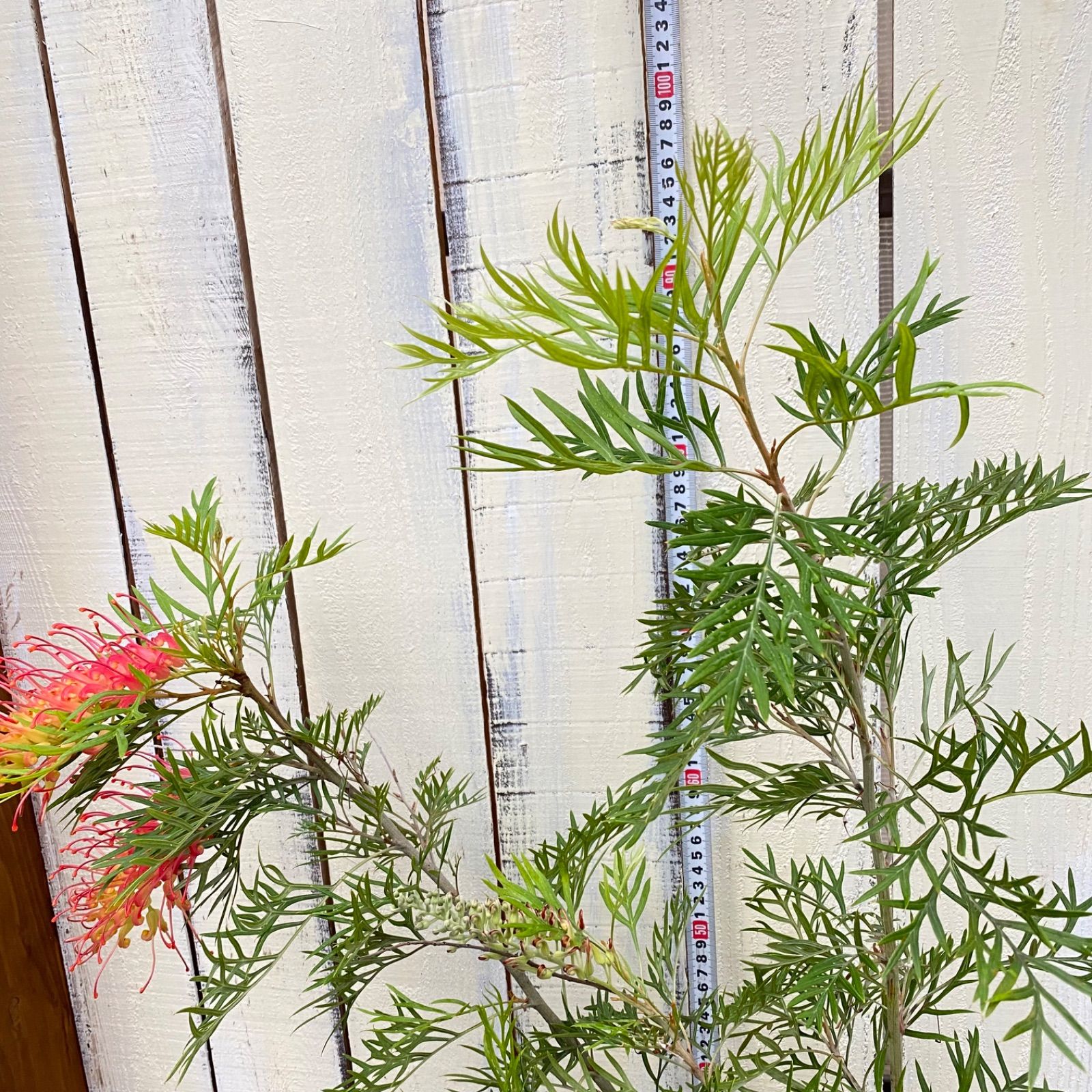 グレビレア ピーチアンドクリーム グレビレア ピーチアンド