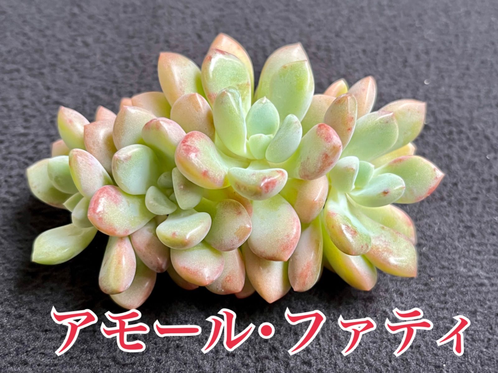 現品☆多肉植物 アモールファティ エケベリア 韓国苗☆ - メルカリ