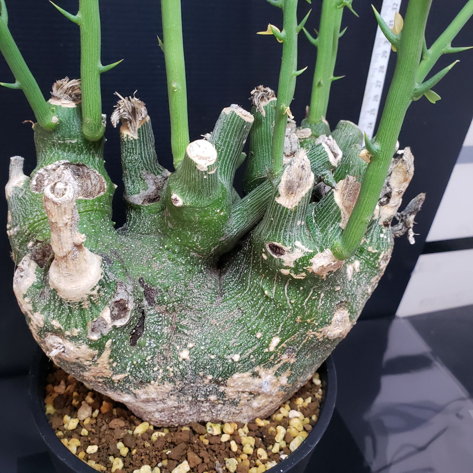 Y418【自社養生株】アデニア プセウドグロボーサ（現地球・発