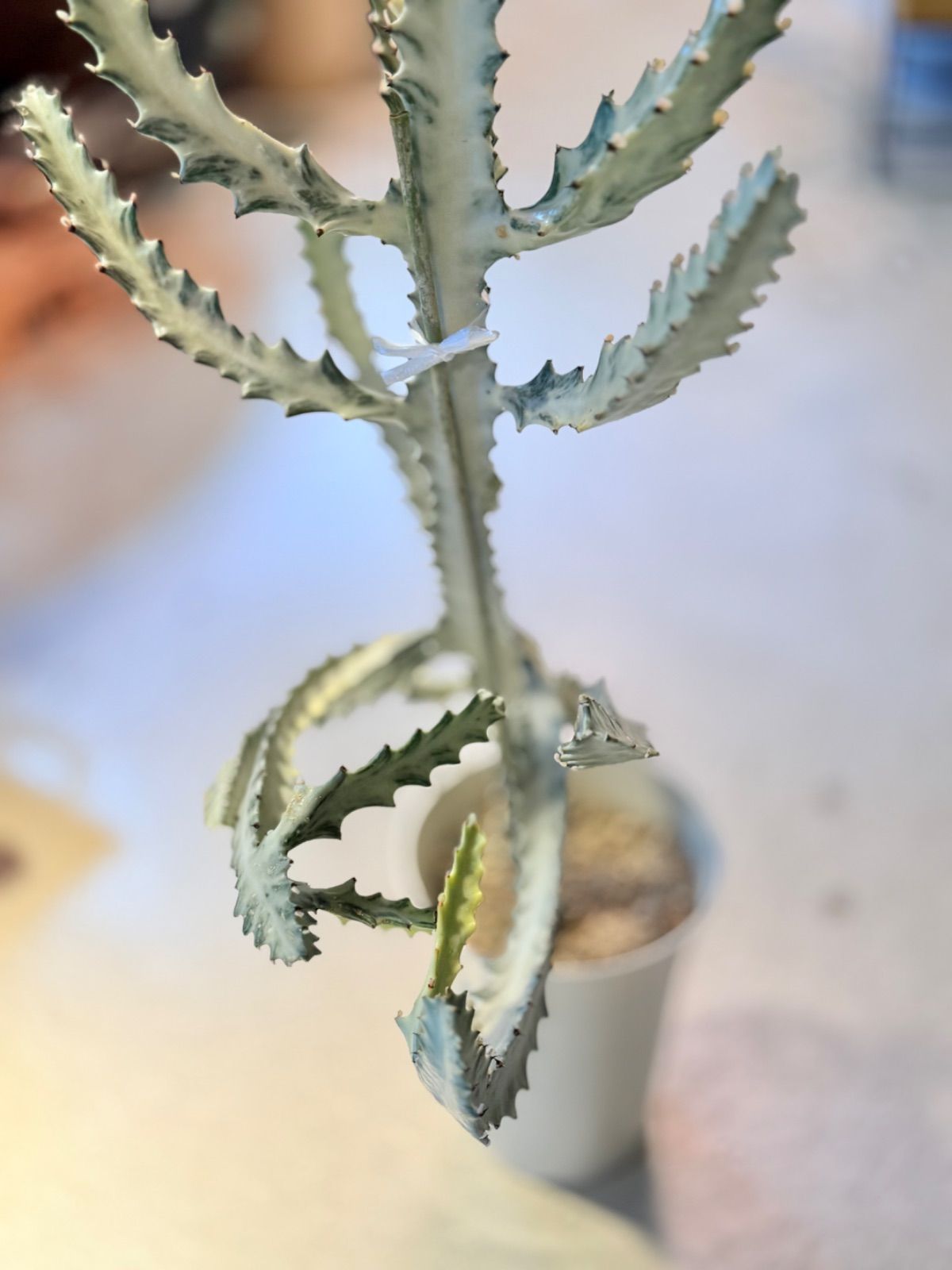 ユーフォルビア ホワイトゴースト