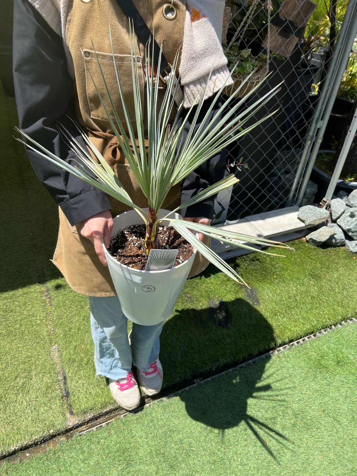 ブラヘア・アルマータ　ラスト シルバー葉　Rラベル 今期ラスト1点 ブラヘア・アルマータ ラスト シルバー葉 Rラベル 今期ラスト1点 苗木