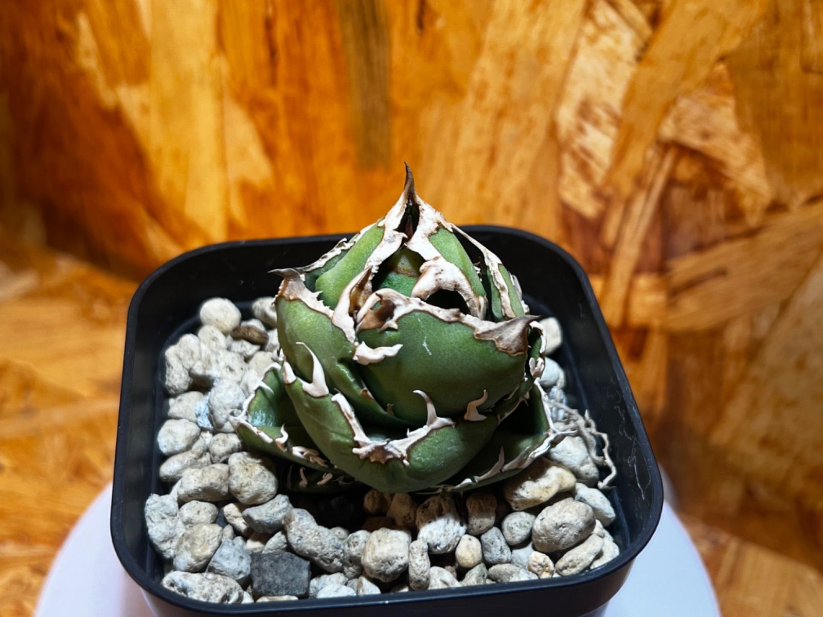 COK CG01 追星 子株 チタノタ アガベ アガベ チタノタ 追星 CG-01 COK