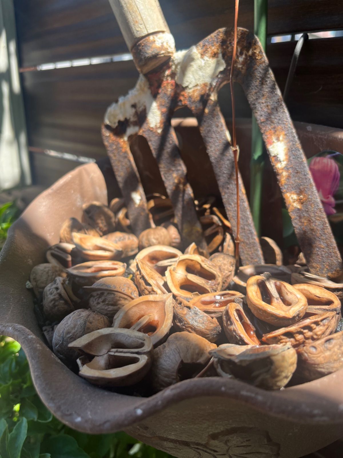 ⭐️高評価商品⭐️【お試し商品2】鬼くるみ殻 ハーフ 200個前後 約