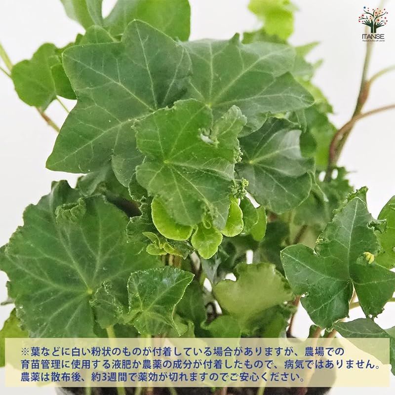 品種で選べる観葉植物