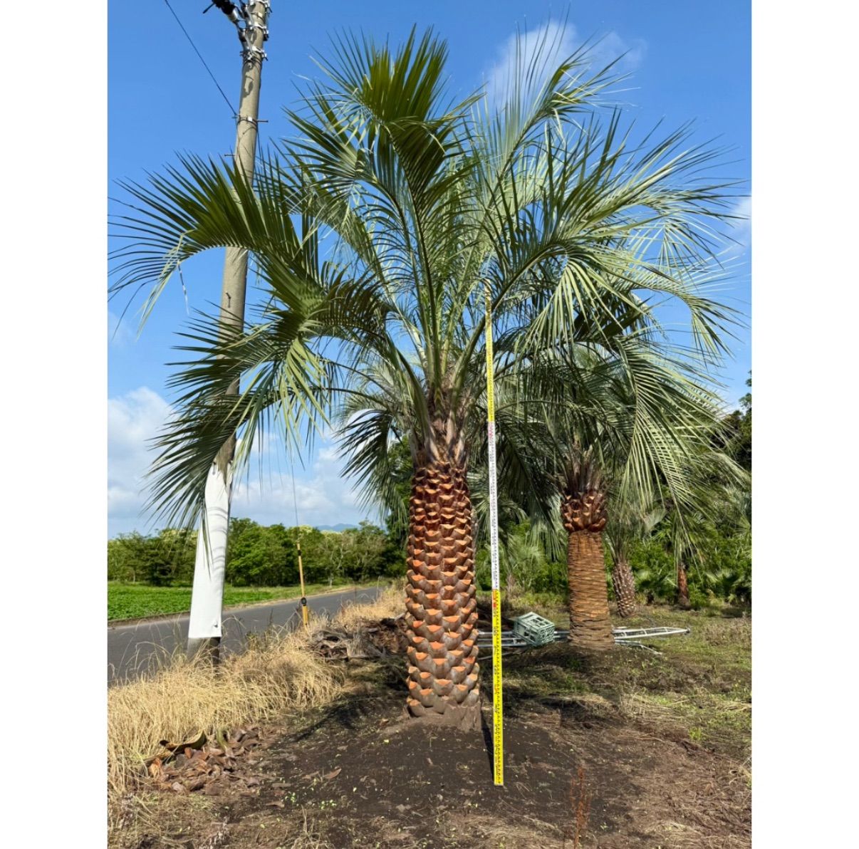 ココスヤシ　幹太　大きめ ✨極太幹ココスヤシ? 大型シルバーリーフヤシ／存在感抜群の南国