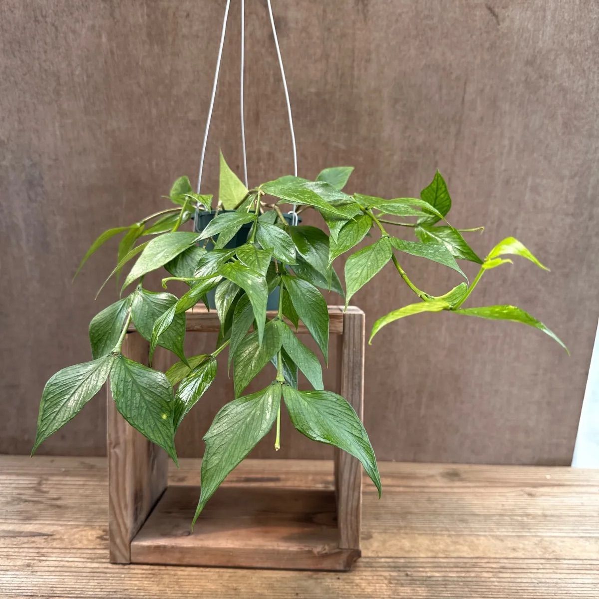 ホヤ ポリネウラ ① Hoya polyneura ホヤ フィッシュテール