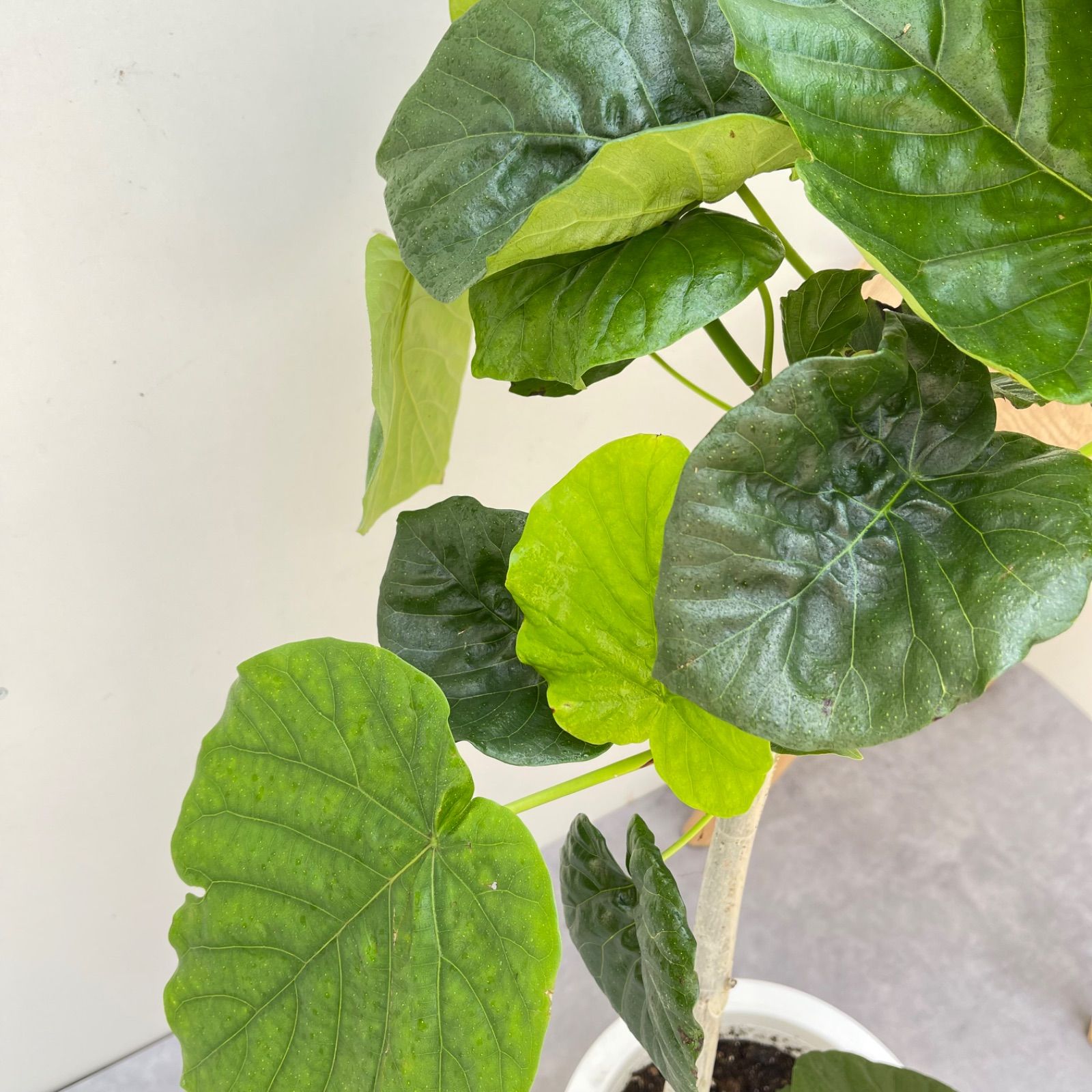 観葉植物 室内