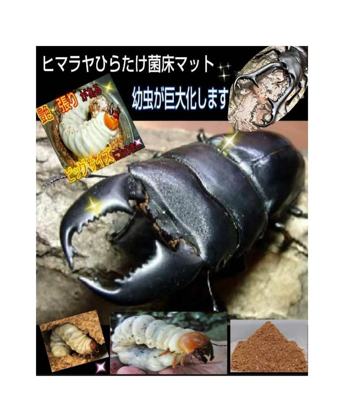 幼虫が丸々太ります！80リットル☆ヒマラヤひらたけ発酵カブトムシ