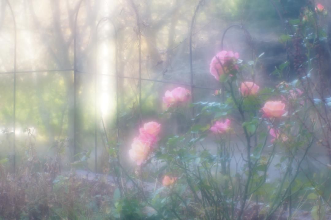 清原光学 キヨハラ VK70R ソフトフォーカス試写済 - メルカリ