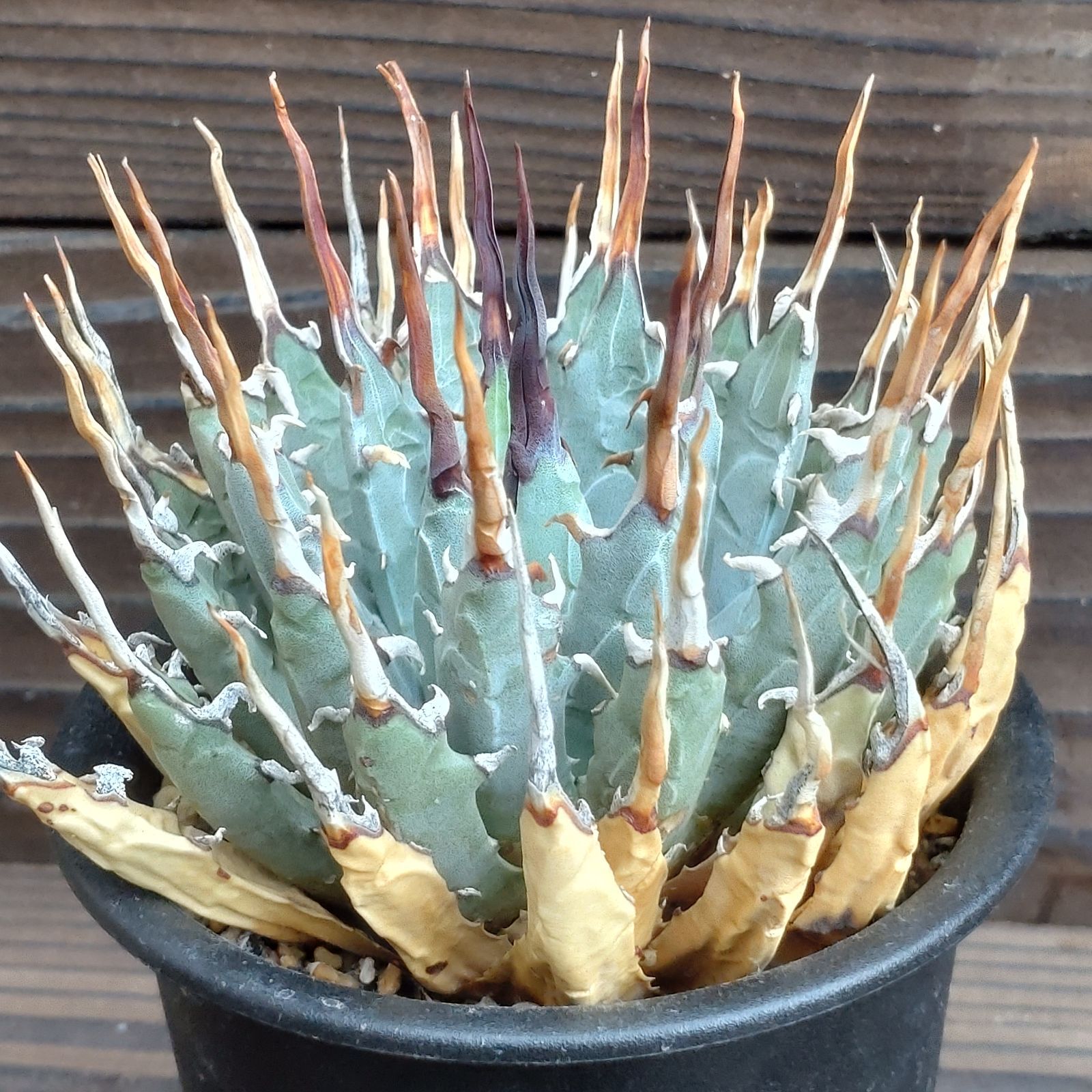 ひ*ん様 アガベ ユタエンシス エボリスピナ　陽炎　大株 アガベ ユタエンシス エボリスピナ 陽炎 | GREEN LUCK