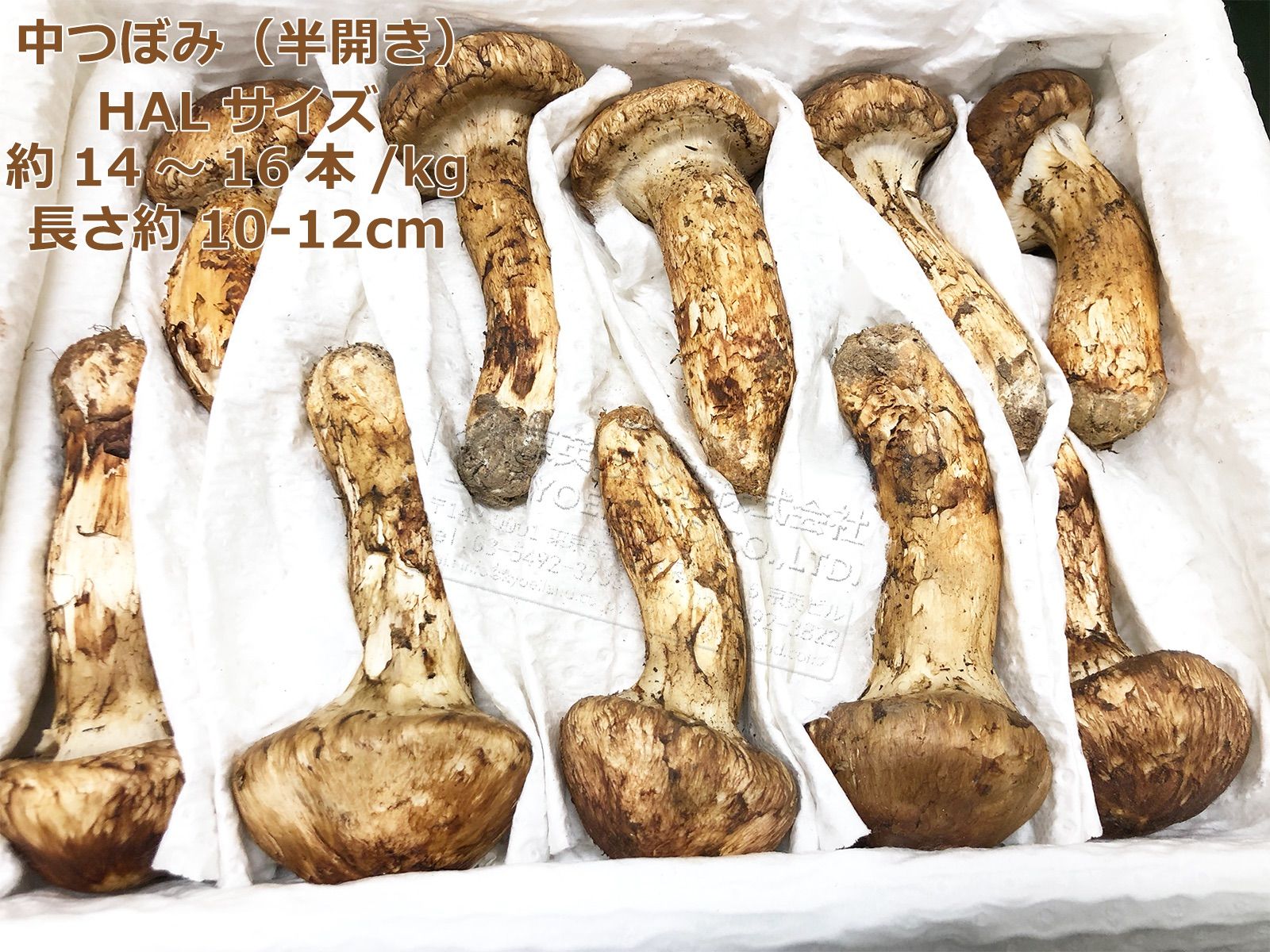 売り切れ必至！ 中国産 マツタケ。 松茸 約1kg まつたけ - マツタケ お