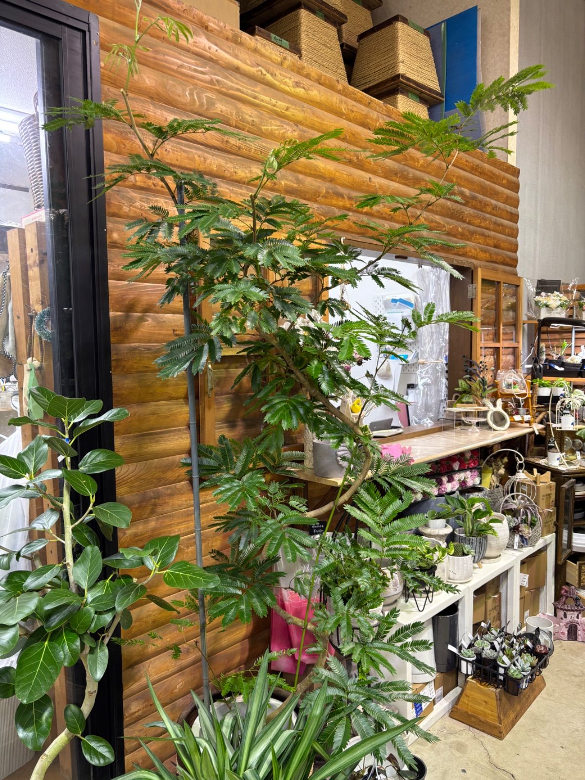 黒松盆栽、懸崖、島採取、50年強 やや傷や汚れあり 黒松盆栽、懸崖、