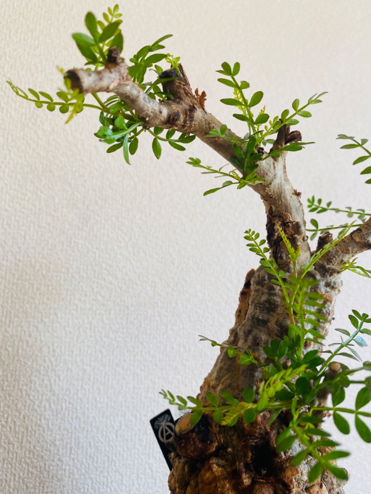 オペルクリカリア パキプス 現地球 発根済み チビプス 赤肌&緑肌