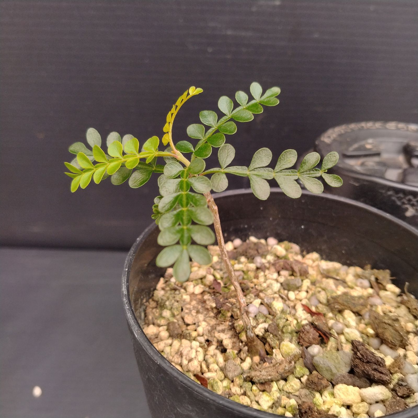 塊根植物　オペルクリカリア　パキプス　実生苗 5617 「実生」オペルクリカリア パキプス XL 抜き苗【畑地植え株