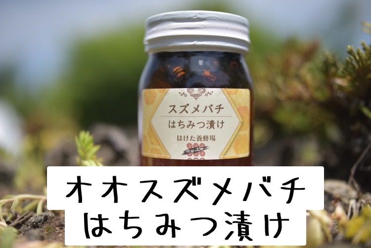生産者直送 オオスズメバチ ハチミツ漬け 蜂蜜 長野県産 非加熱 純粋 国産生はちみつ600g
