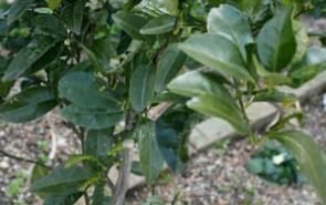 シークワーサーの苗木 農薬不使用１2本セット 送料無料 - 書籍及び植物