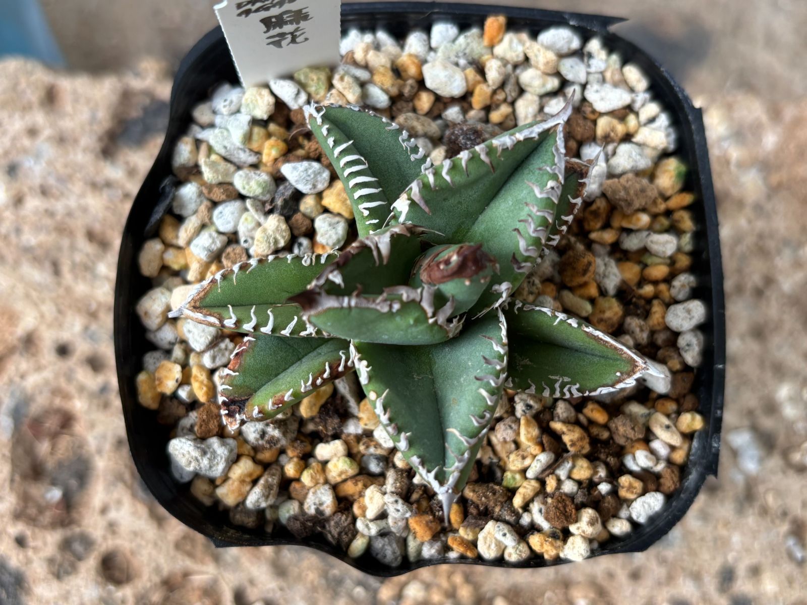 Dragon Agave産》アガベ チタノタ '麻花'（'麻花龍'）｜台湾アガベ、大