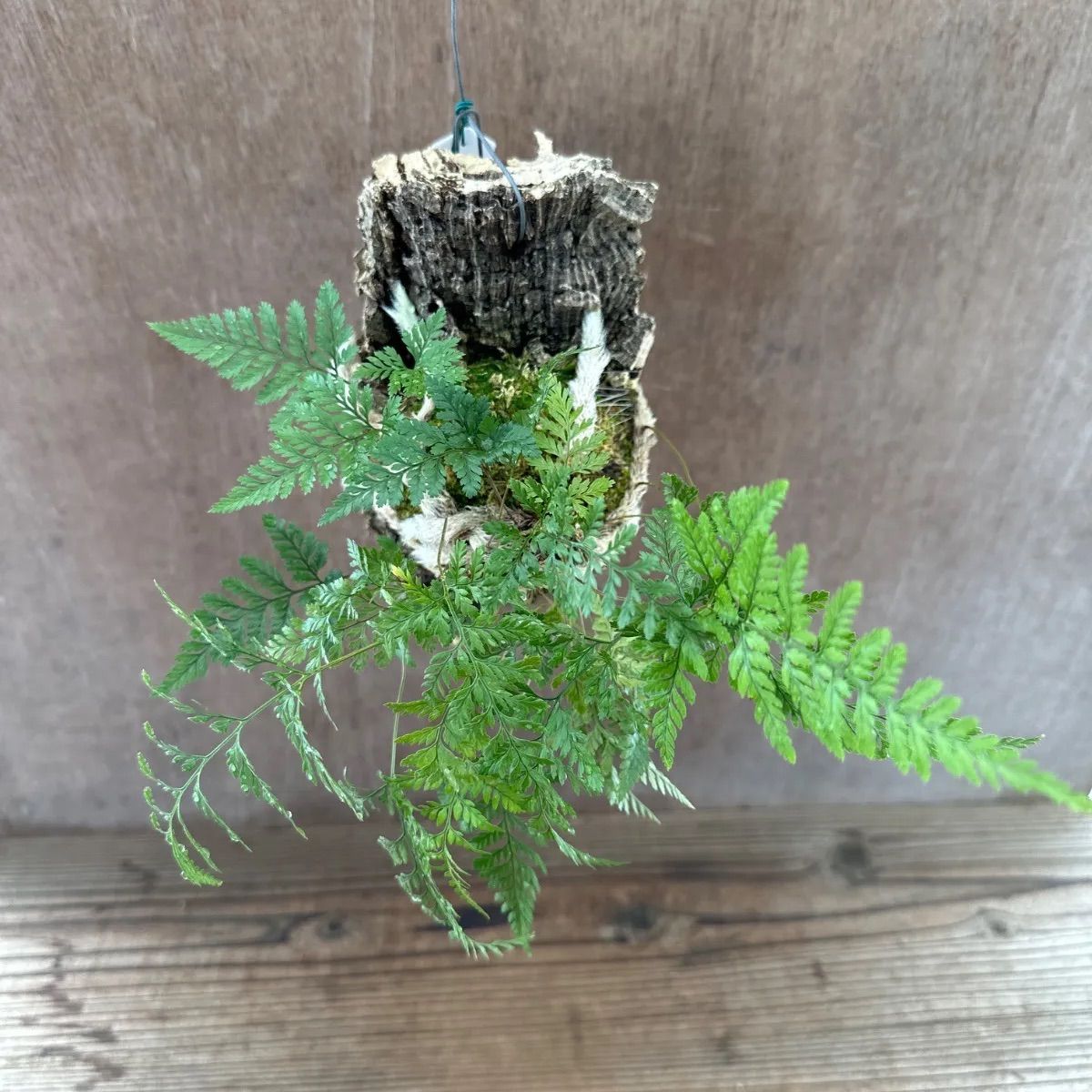 トキワシノブ ⑦コルク付け Humata tyermannii Bear's foot fern 羊歯