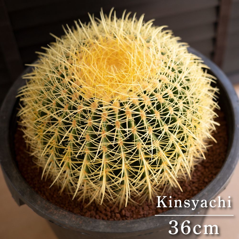 金鯱サボテン12号36cmセーナリー鉢